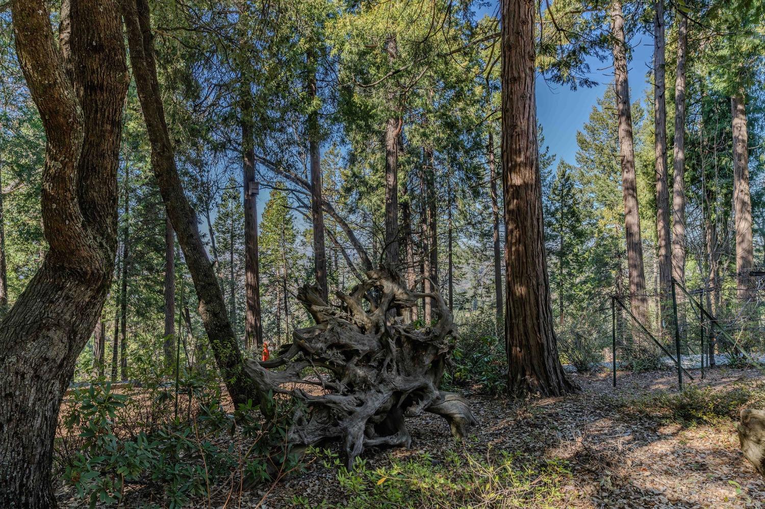Detail Gallery Image 81 of 93 For 24985 Shake Ridge Rd, Volcano,  CA 95689 - 3 Beds | 3 Baths