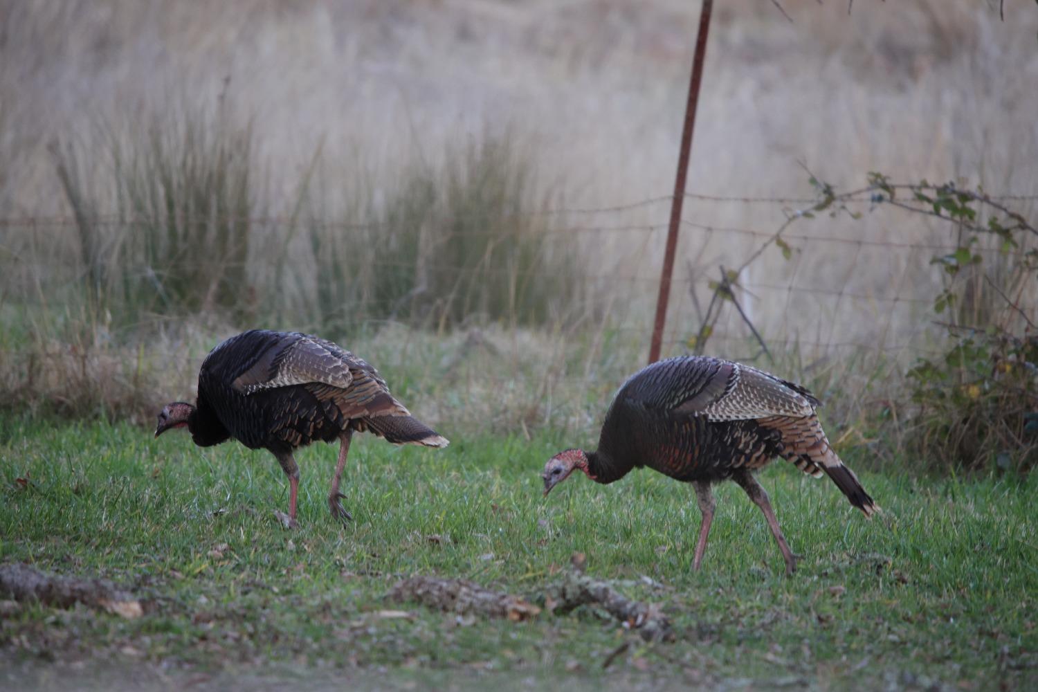 Prairie Creek Lane, Marysville, California image 40