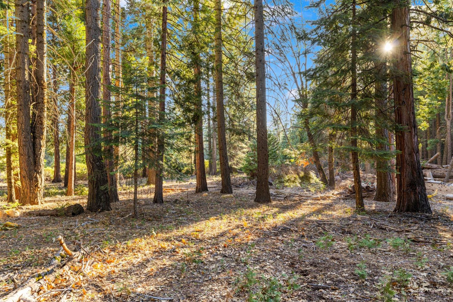 Ophir Silver Road, Nevada City, California image 6