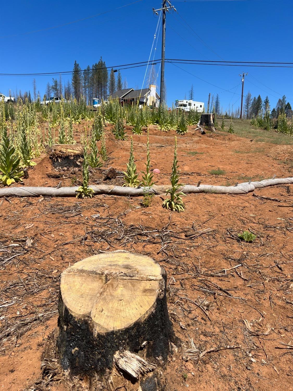 Grizzly Flat Road, Grizzly Flats, California image 11