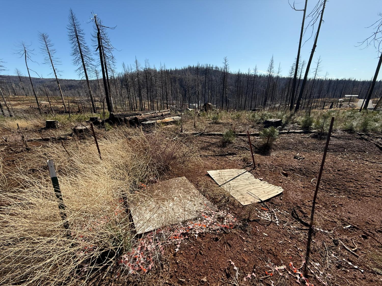 Grizzly Flat Road, Grizzly Flats, California image 6