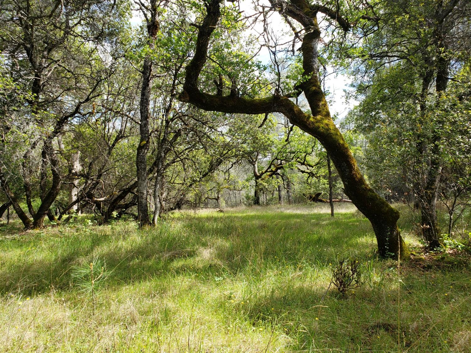 Eagle Nest Way, Oregon House, California image 4