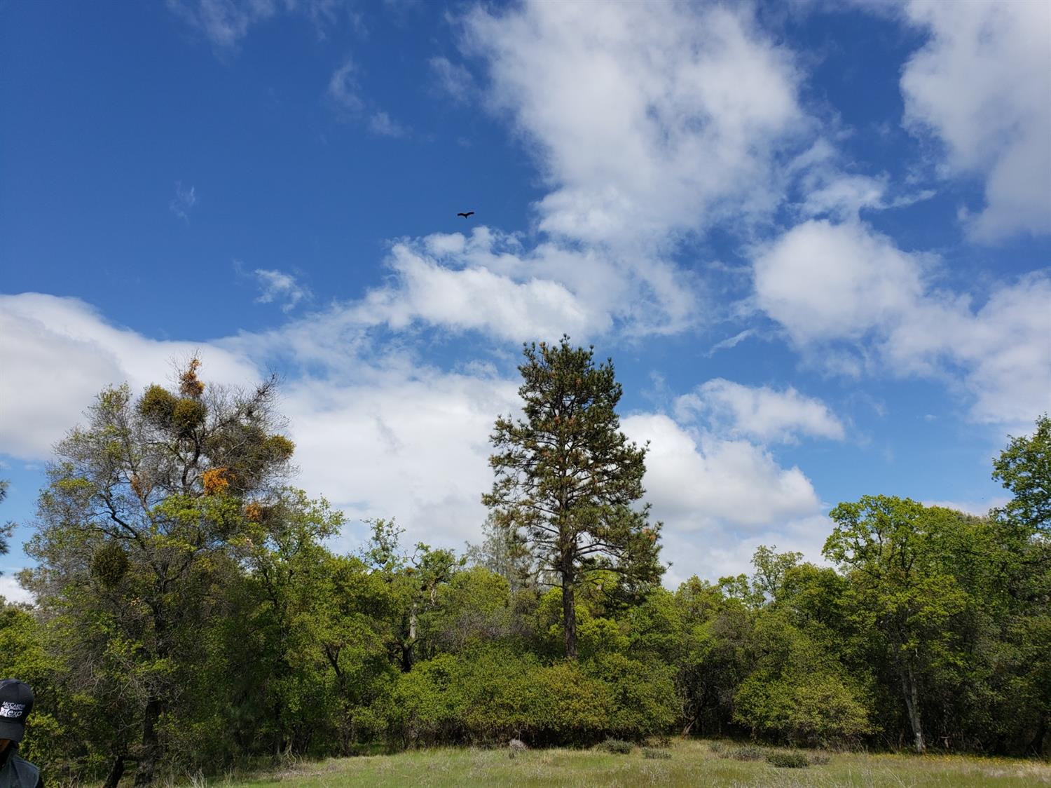 Eagle Nest Way, Oregon House, California image 32