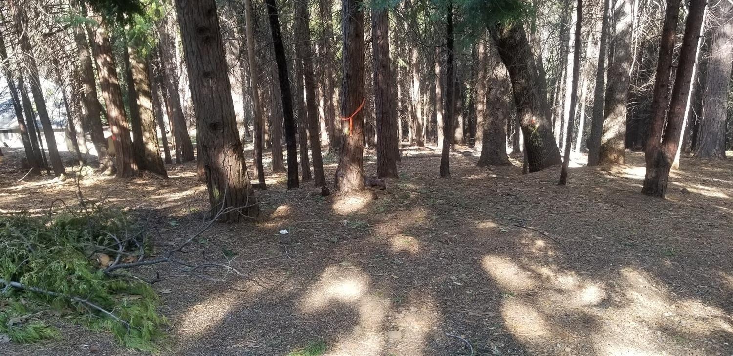 Lupin Lane, Pollock Pines, California image 9