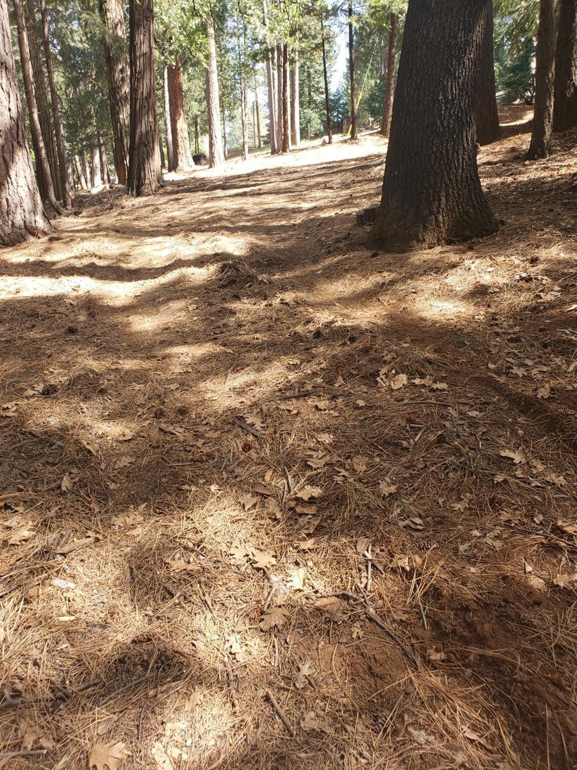 Lupin Lane, Pollock Pines, California image 2