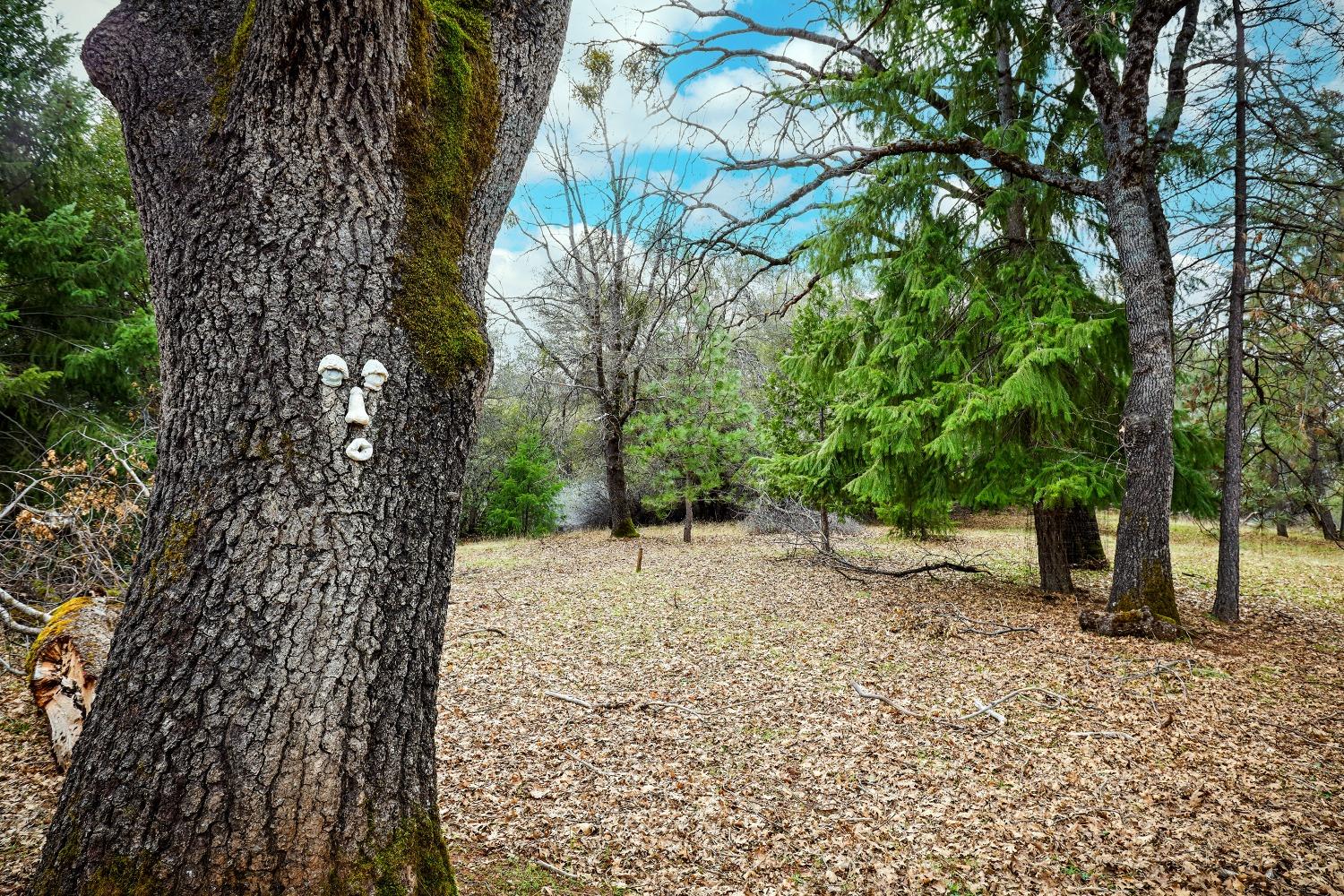 Blue Mountain Road, Wilseyville, California image 49