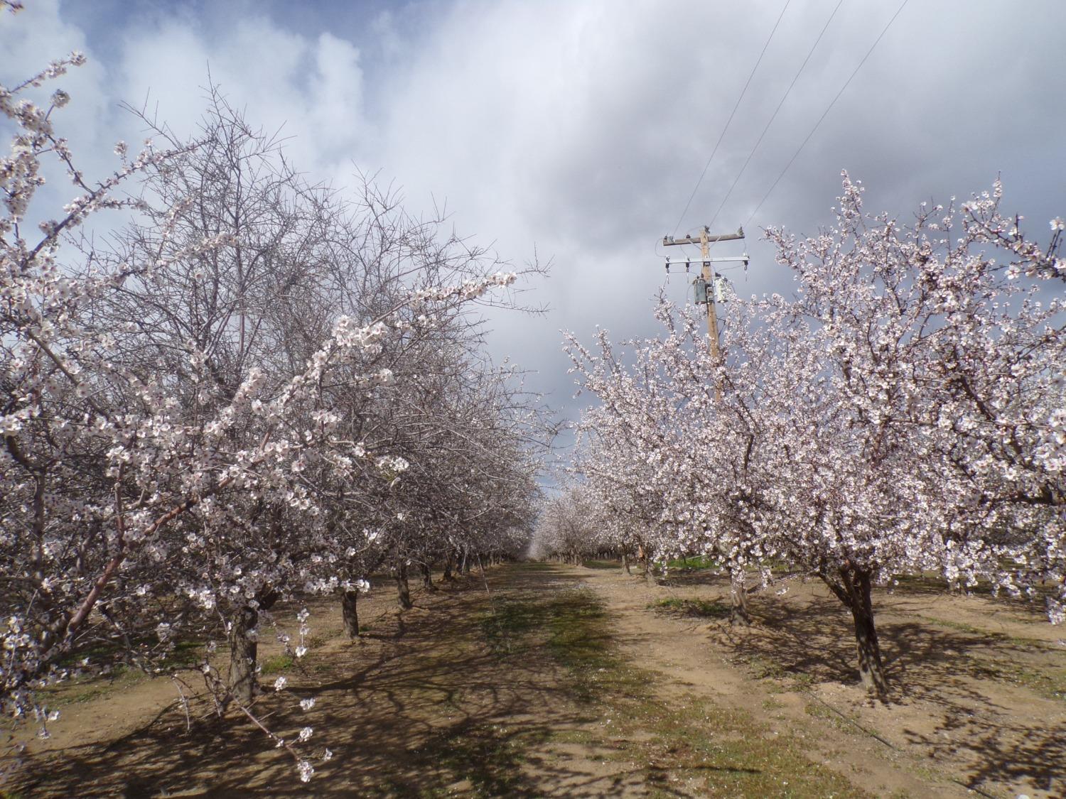 S Boles Road, Arbuckle, California image 2