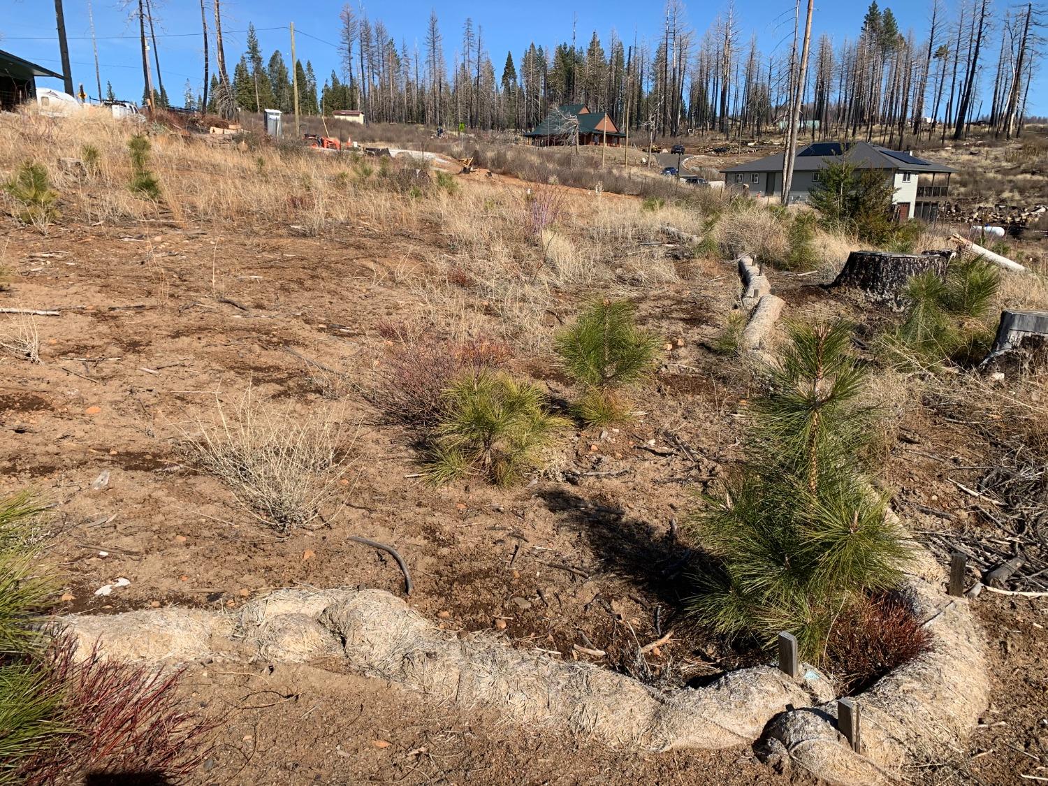 Winding Way, Grizzly Flats, California image 4