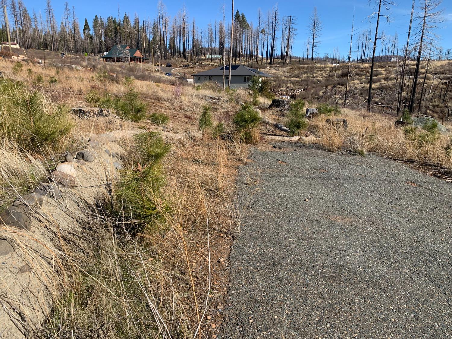 Winding Way, Grizzly Flats, California image 6