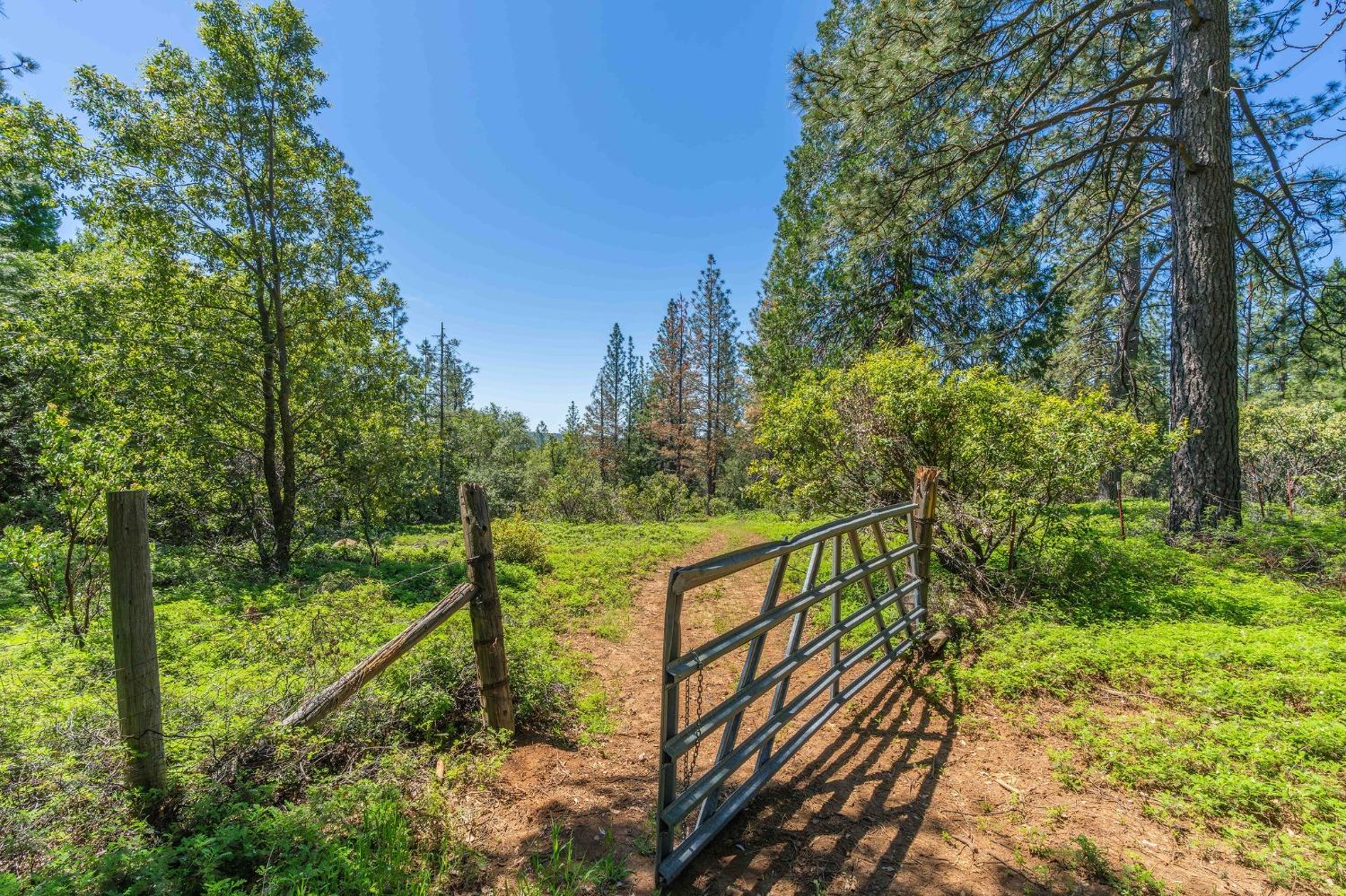 Gold Creek Trail, Volcano, California image 3