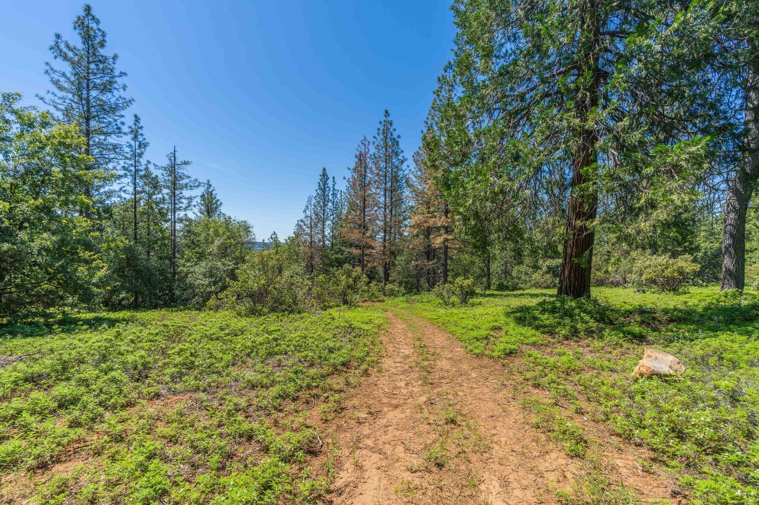 Gold Creek Trail, Volcano, California image 4