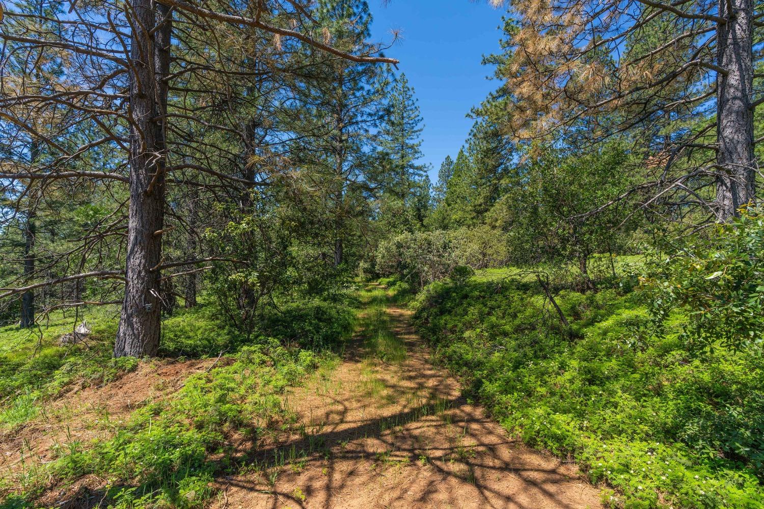 Gold Creek Trail, Volcano, California image 6