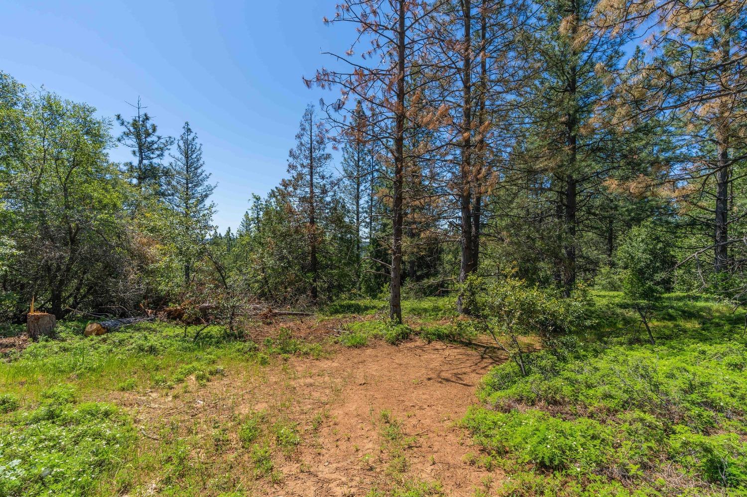 Gold Creek Trail, Volcano, California image 5