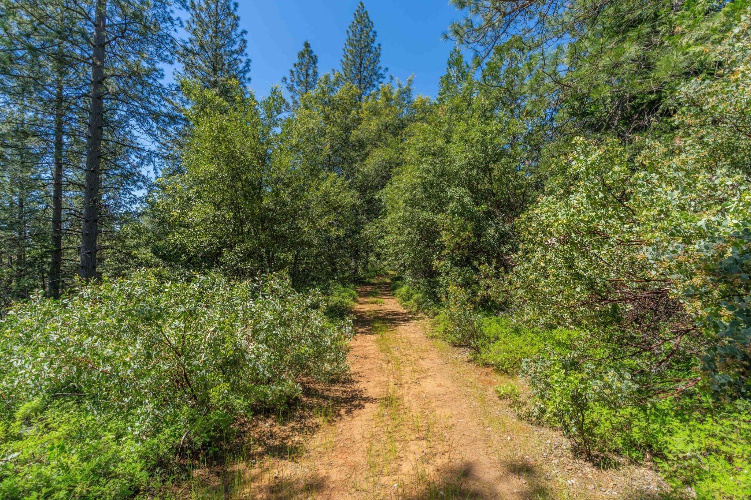 Gold Creek Trail, Volcano, California image 2