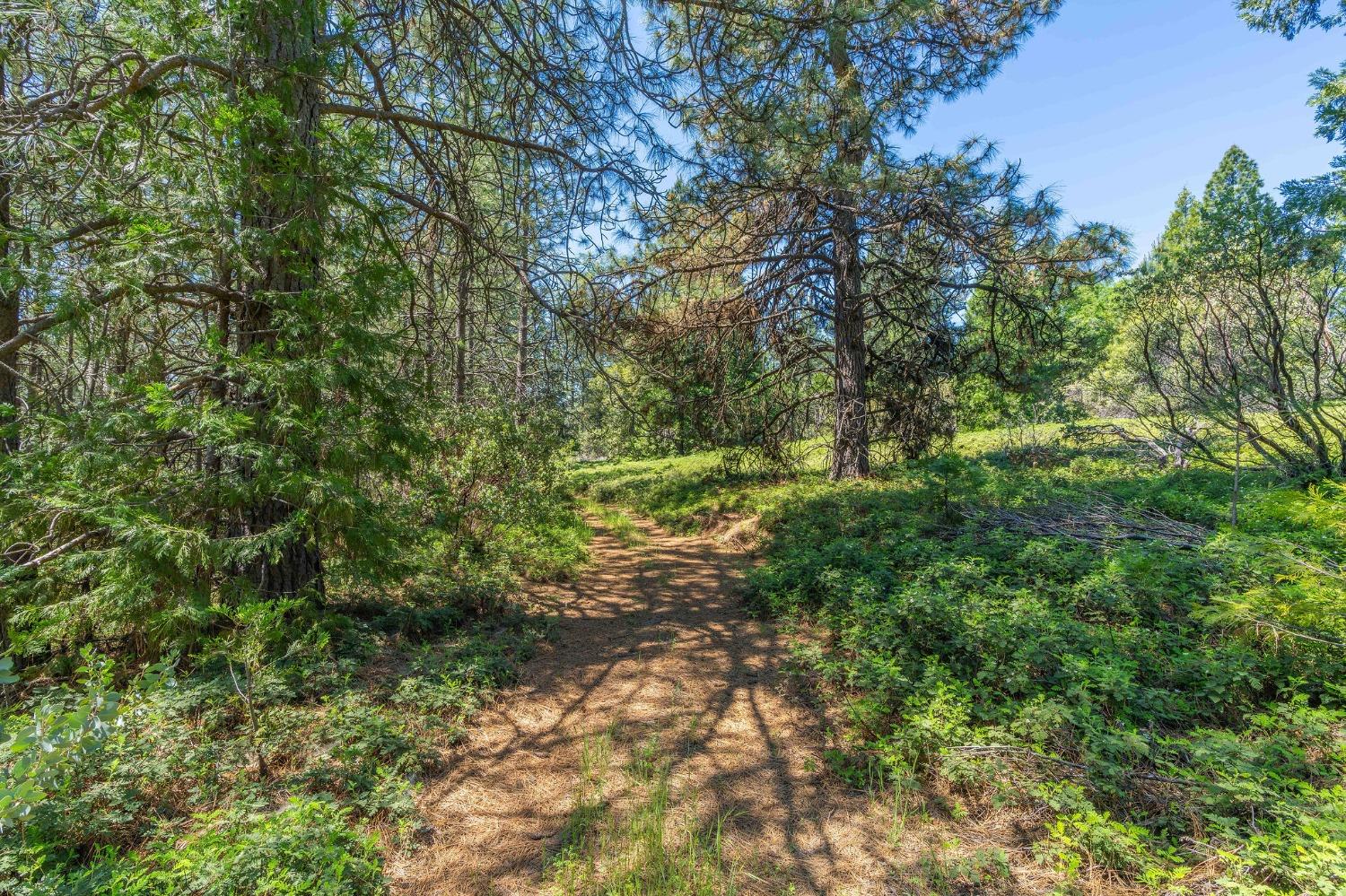 Gold Creek Trail, Volcano, California image 8