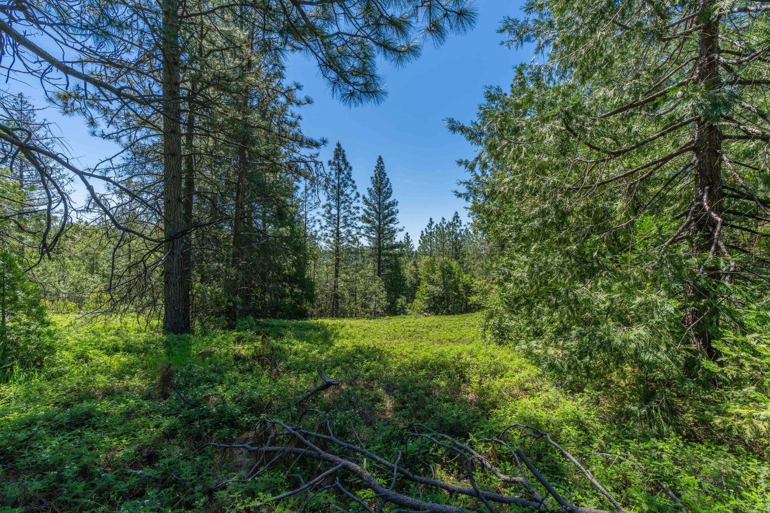 Gold Creek Trail, Volcano, California image 7