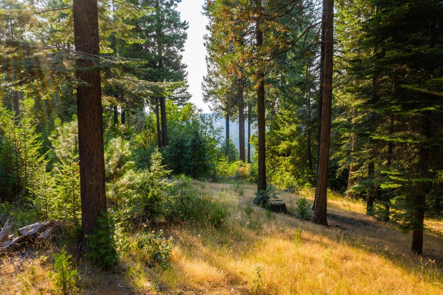 Quaker Hill Cross Road, Nevada City, California image 9