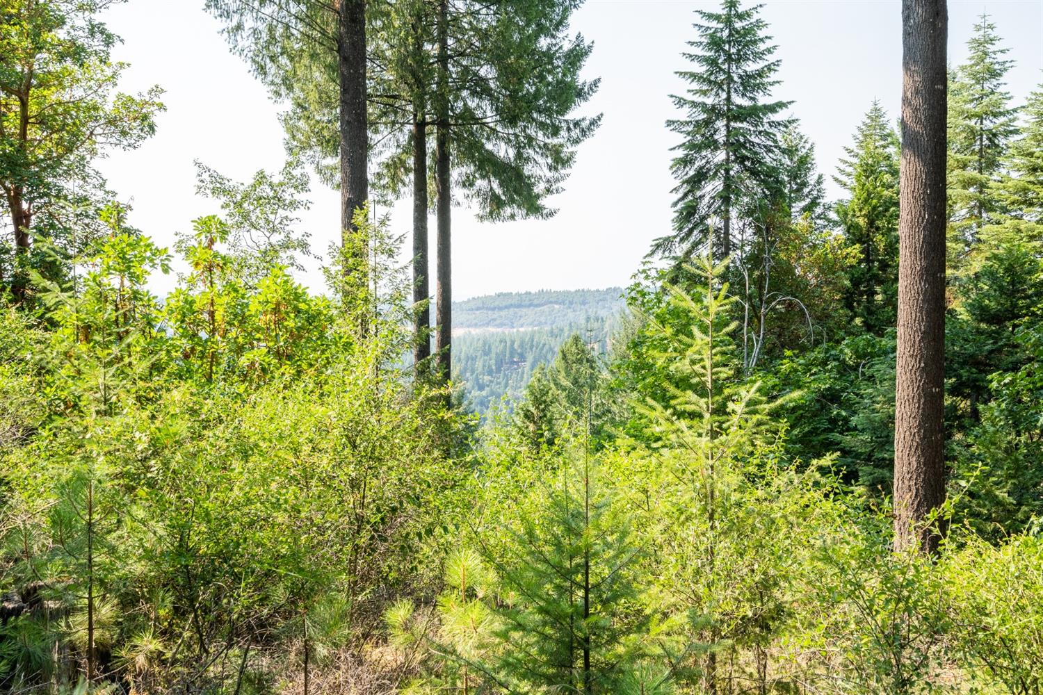 Quaker Hill Cross Road, Nevada City, California image 8