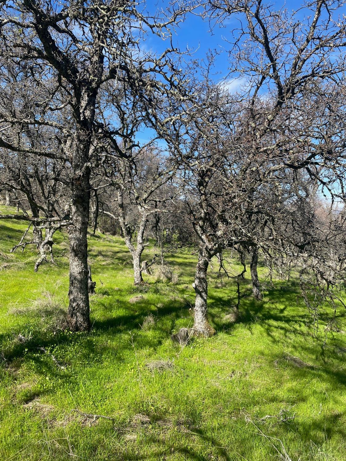 Stern Lane, Browns Valley, California image 10