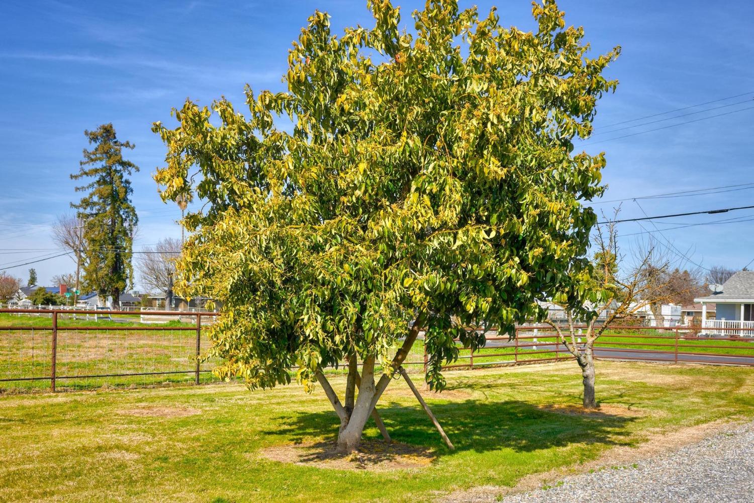 Orange Avenue, Escalon, California image 39