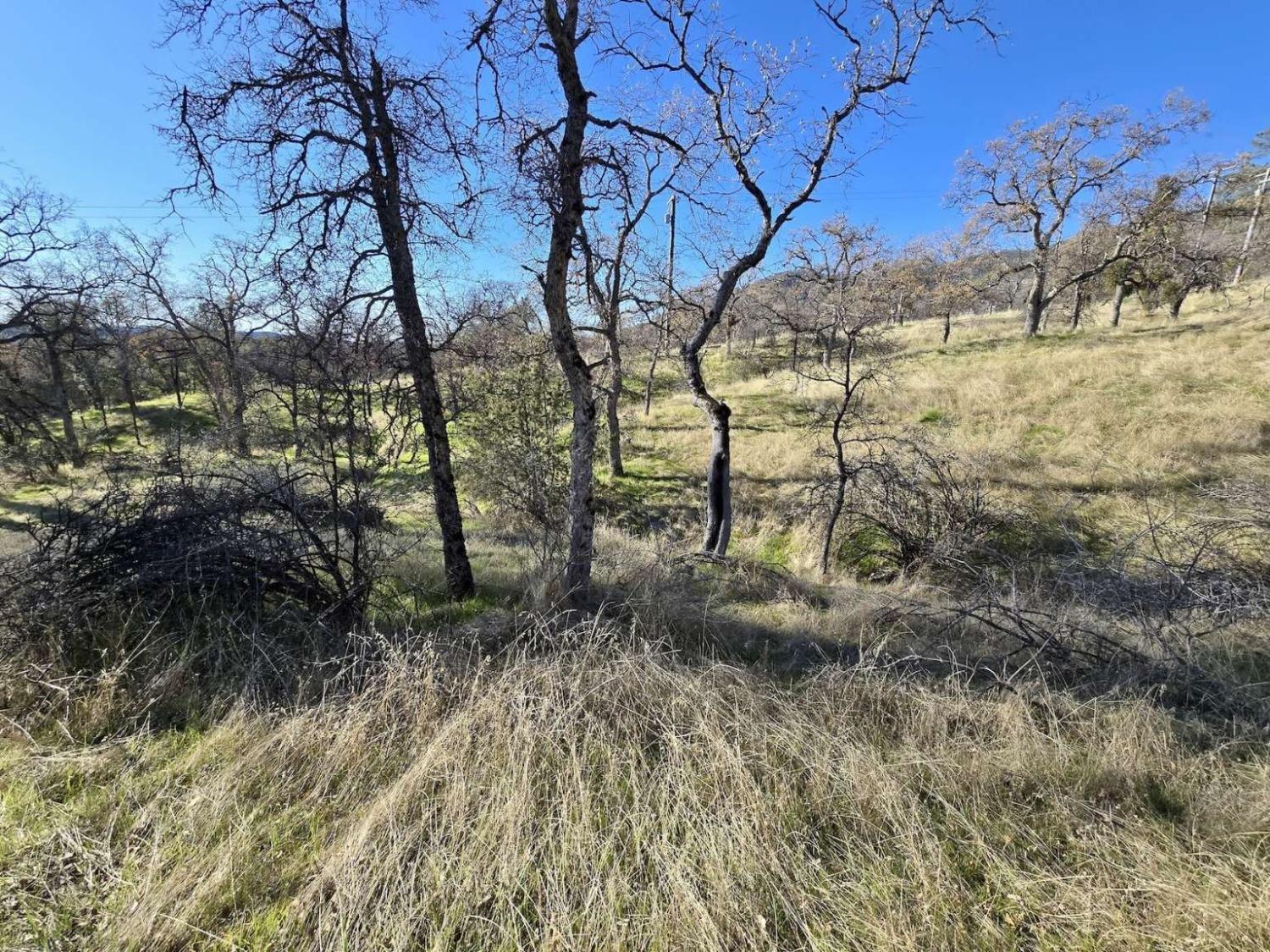 Bear Trap Drive, Mariposa, California image 9