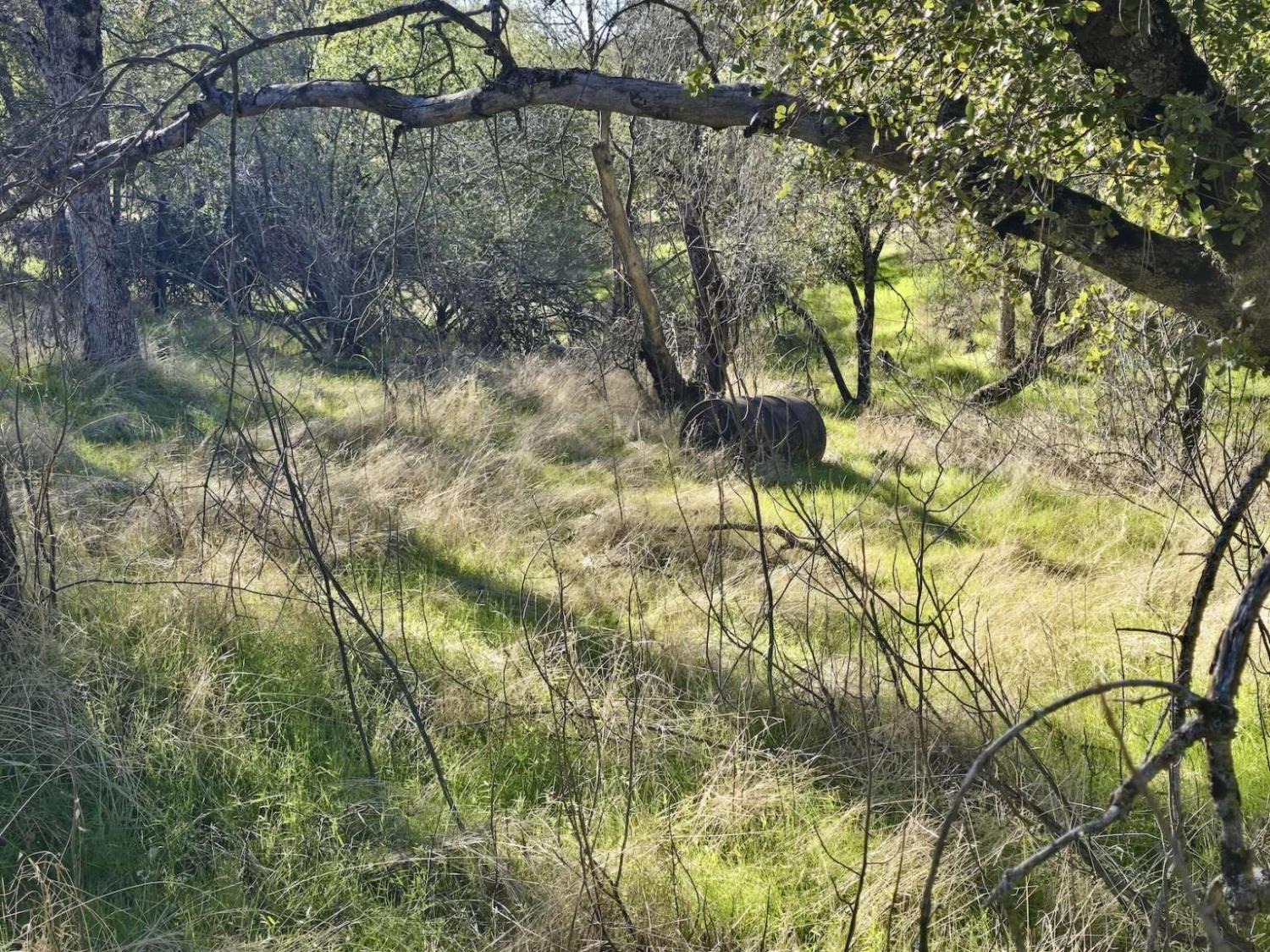 Bear Trap Drive, Mariposa, California image 11