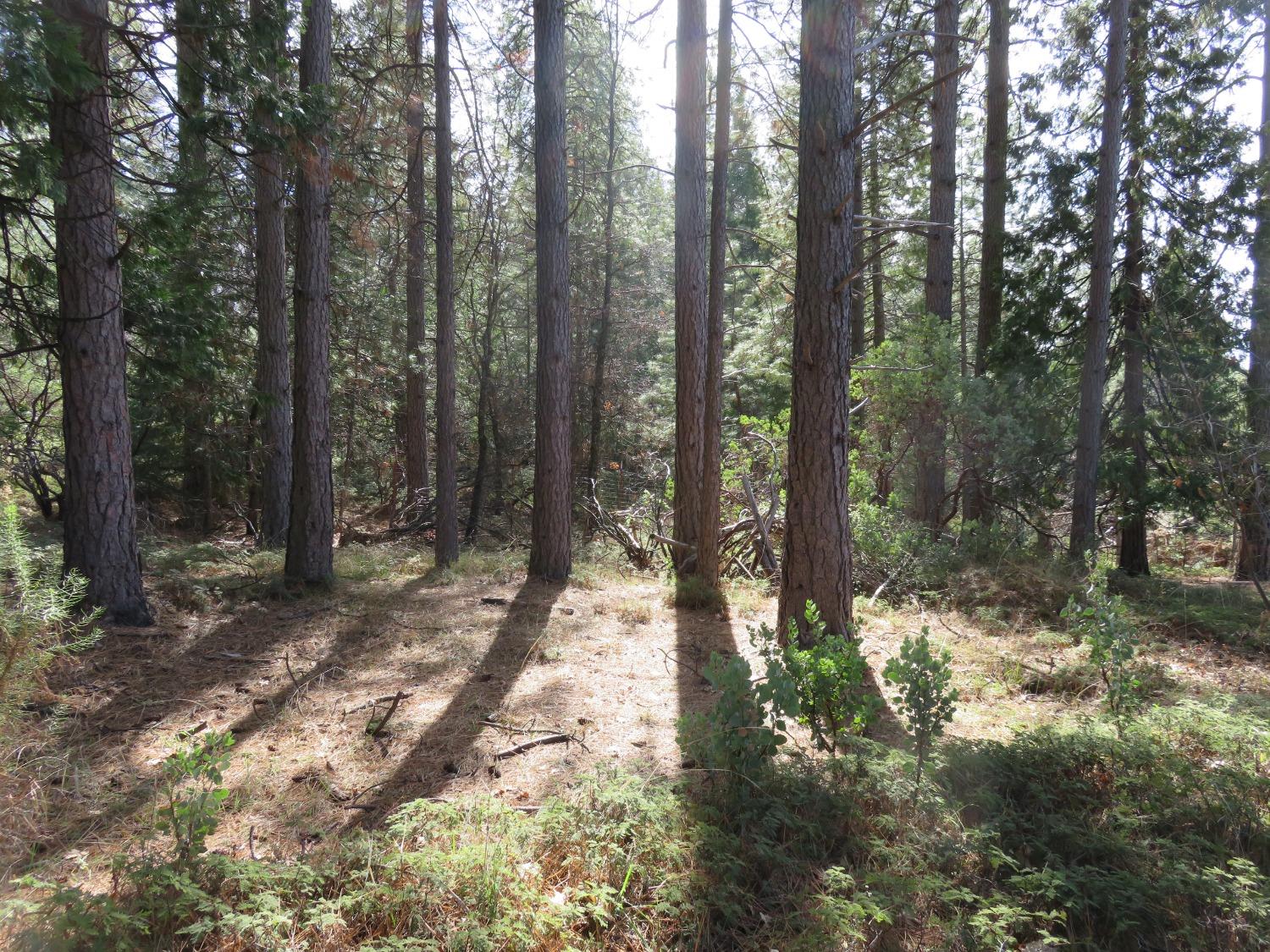 Quartz Mountain Road, West Point, California image 6