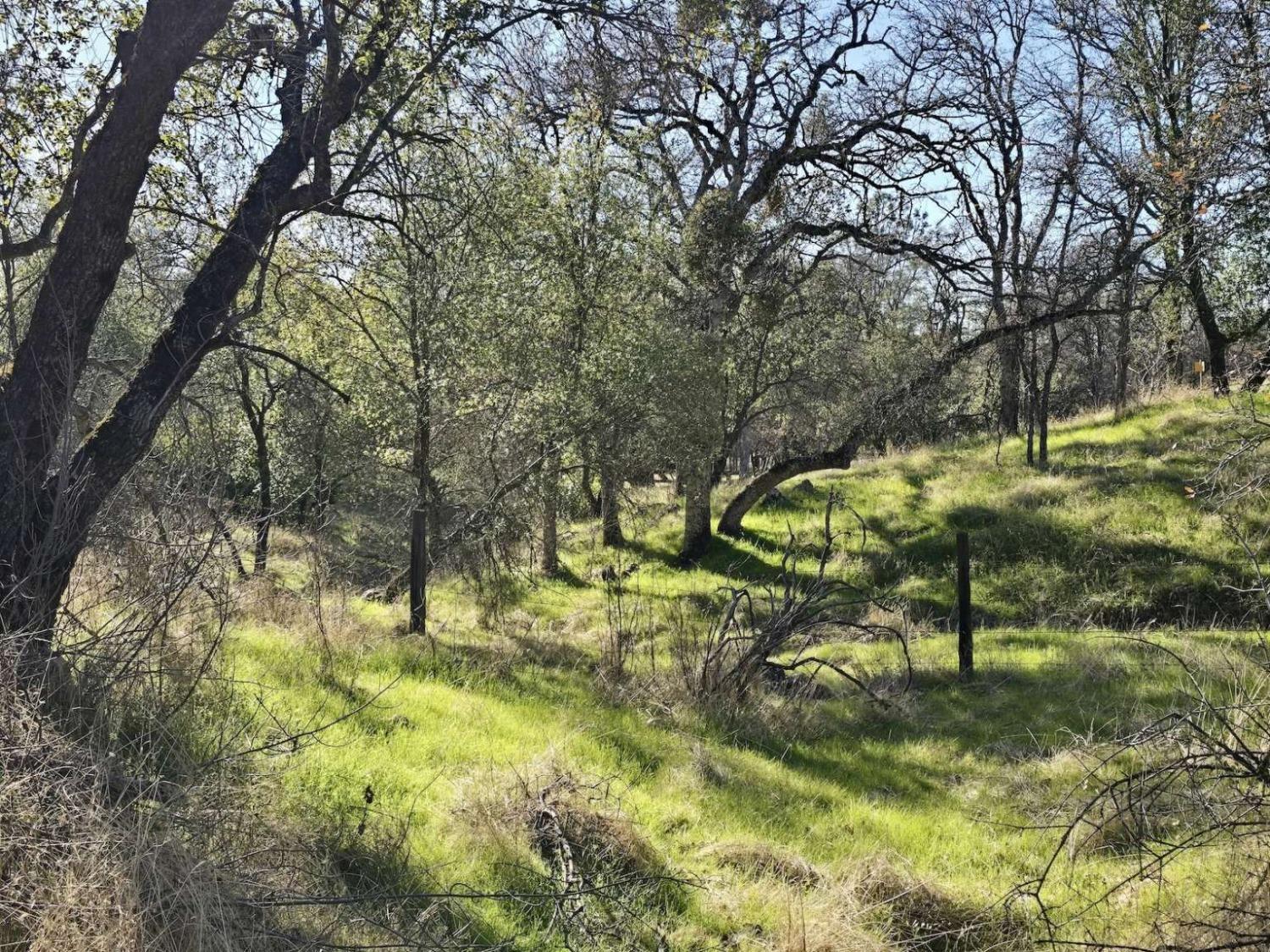 Bear Trap Drive, Mariposa, California image 10