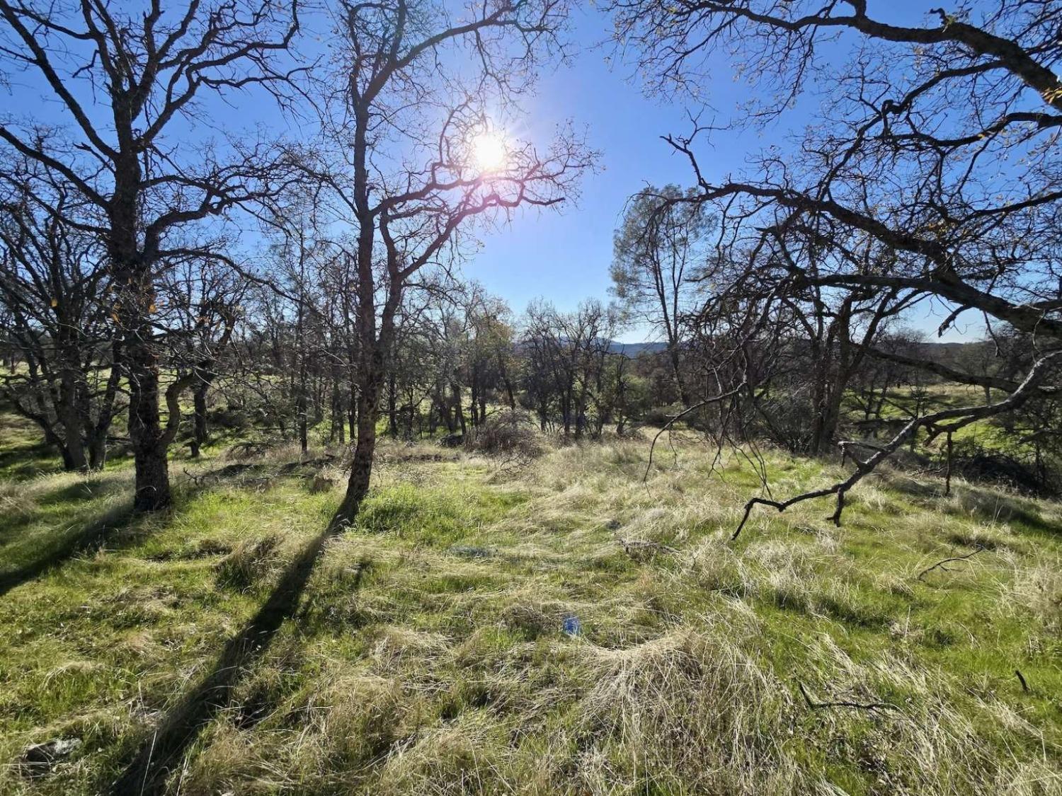 Bear Trap Drive, Mariposa, California image 6