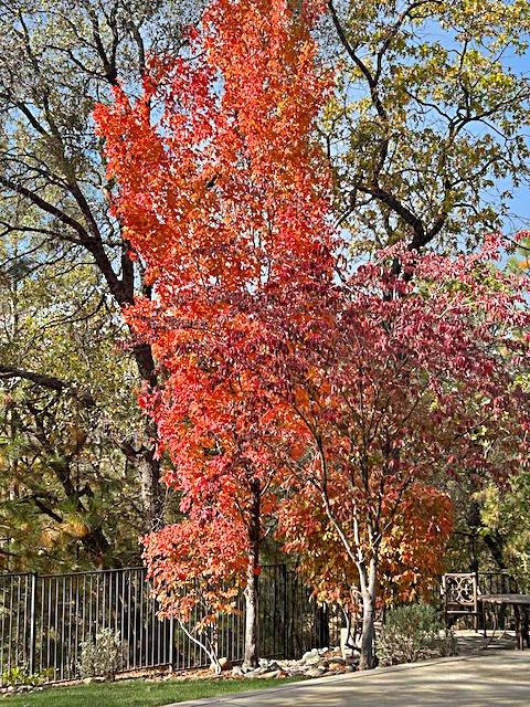 Willow Creek Trail, Cool, California image 30