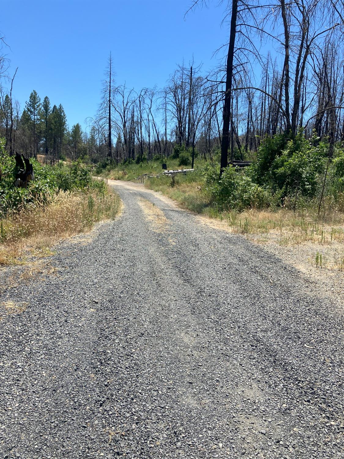 Bromilow Lane, Berry Creek, California image 9