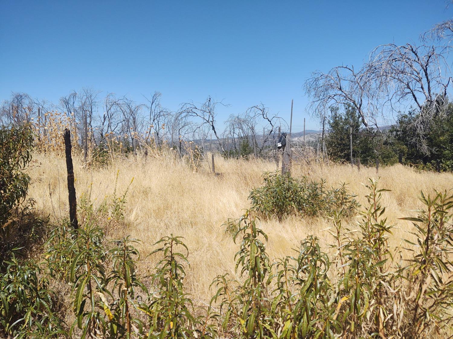 Raccoon Road, Berry Creek, California image 18