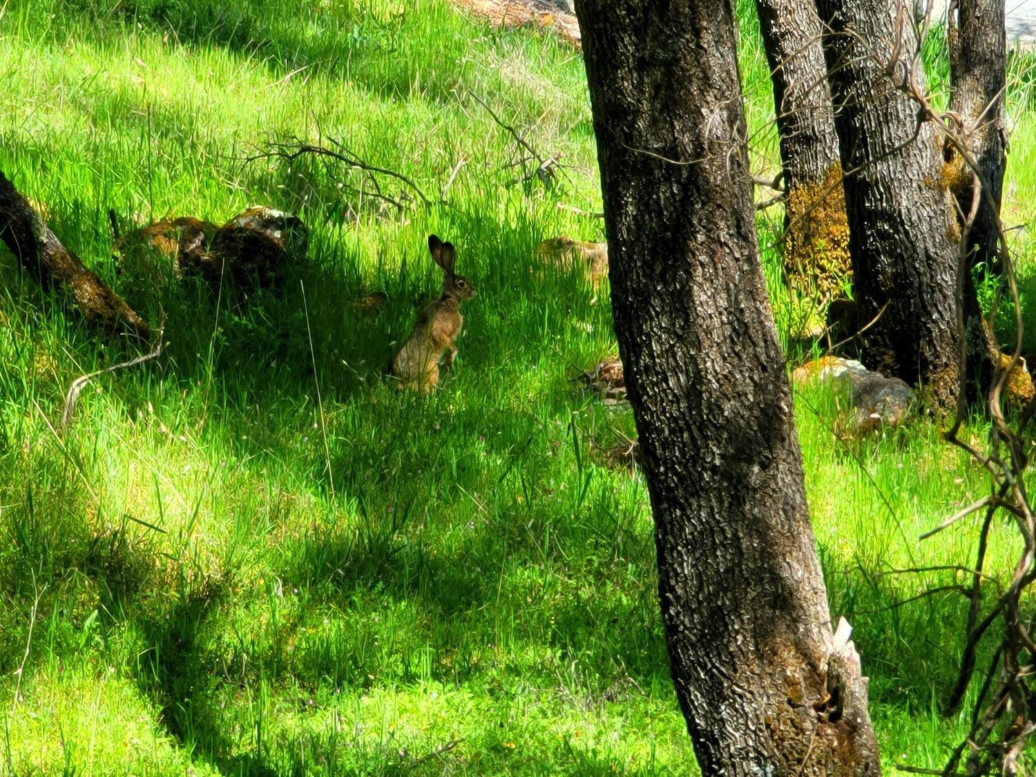 Mary, Auburn, California image 4