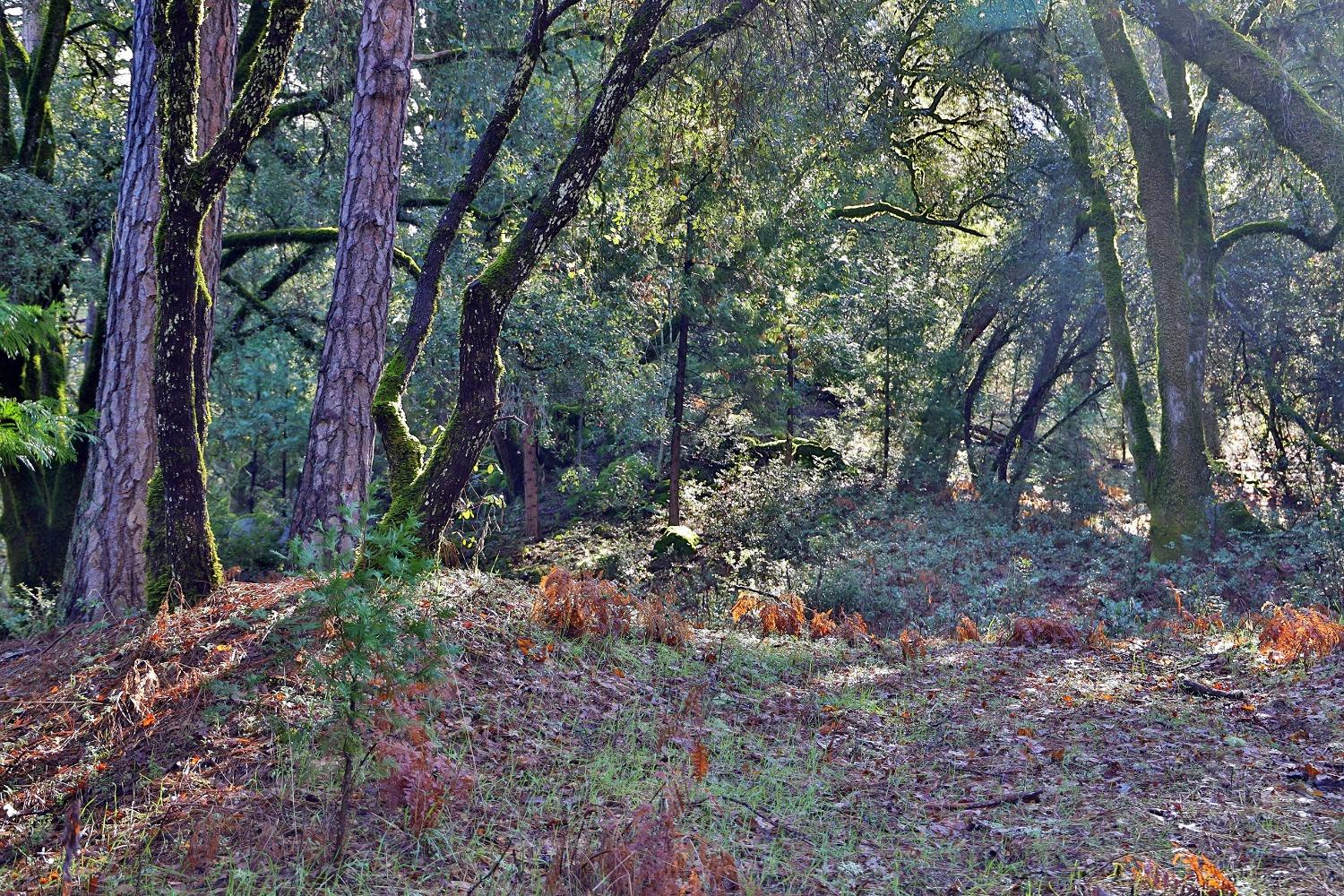Fairplay Road, Somerset, California image 32