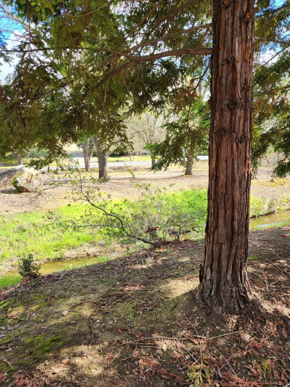 Detail Gallery Image 78 of 88 For 6707 Pera Dr, Rancho Murieta,  CA 95683 - 3 Beds | 2/1 Baths