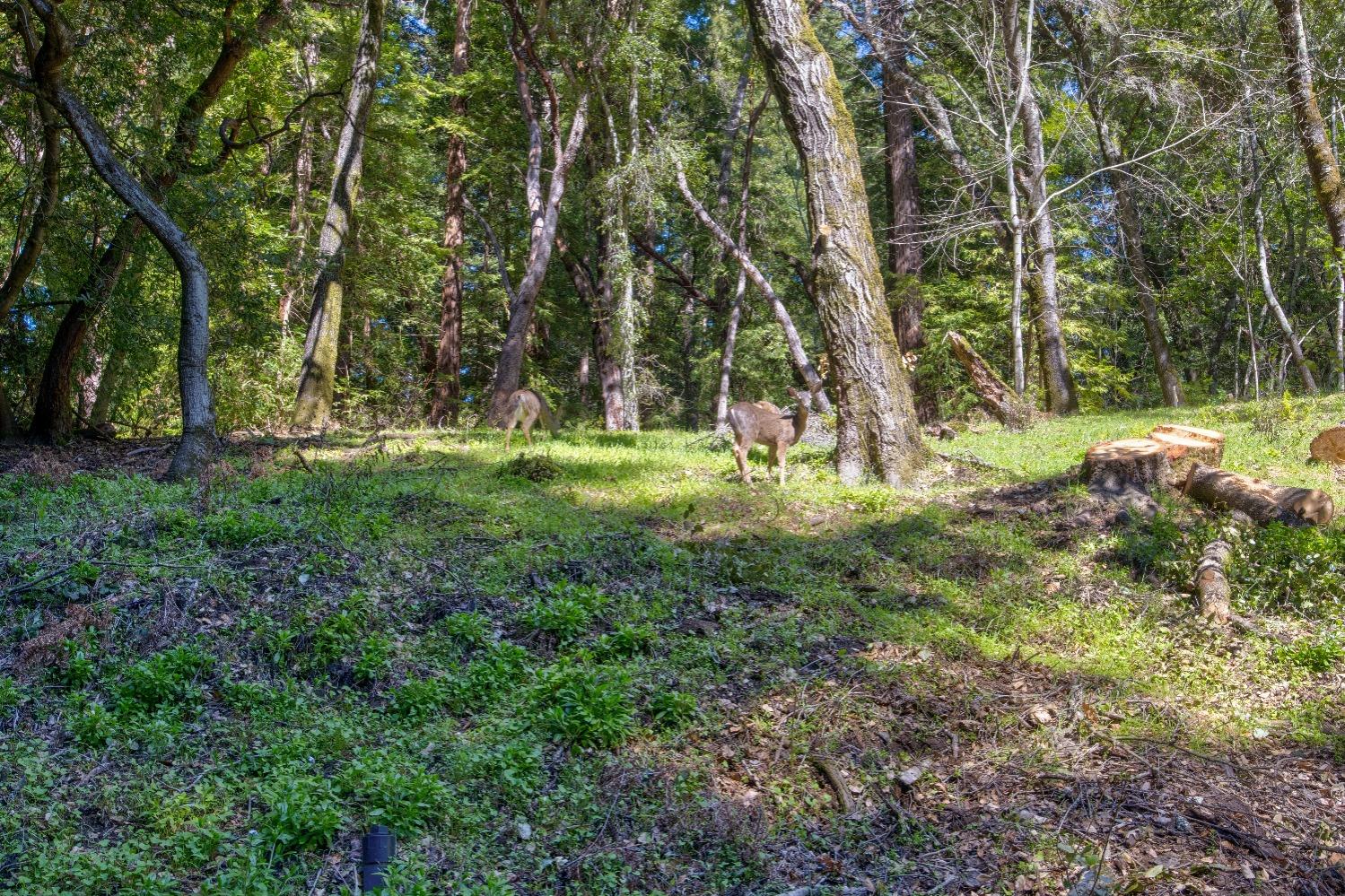 Detail Gallery Image 50 of 73 For 505 Glenwood Cutoff, Scotts Valley,  CA 95066 - 4 Beds | 2 Baths