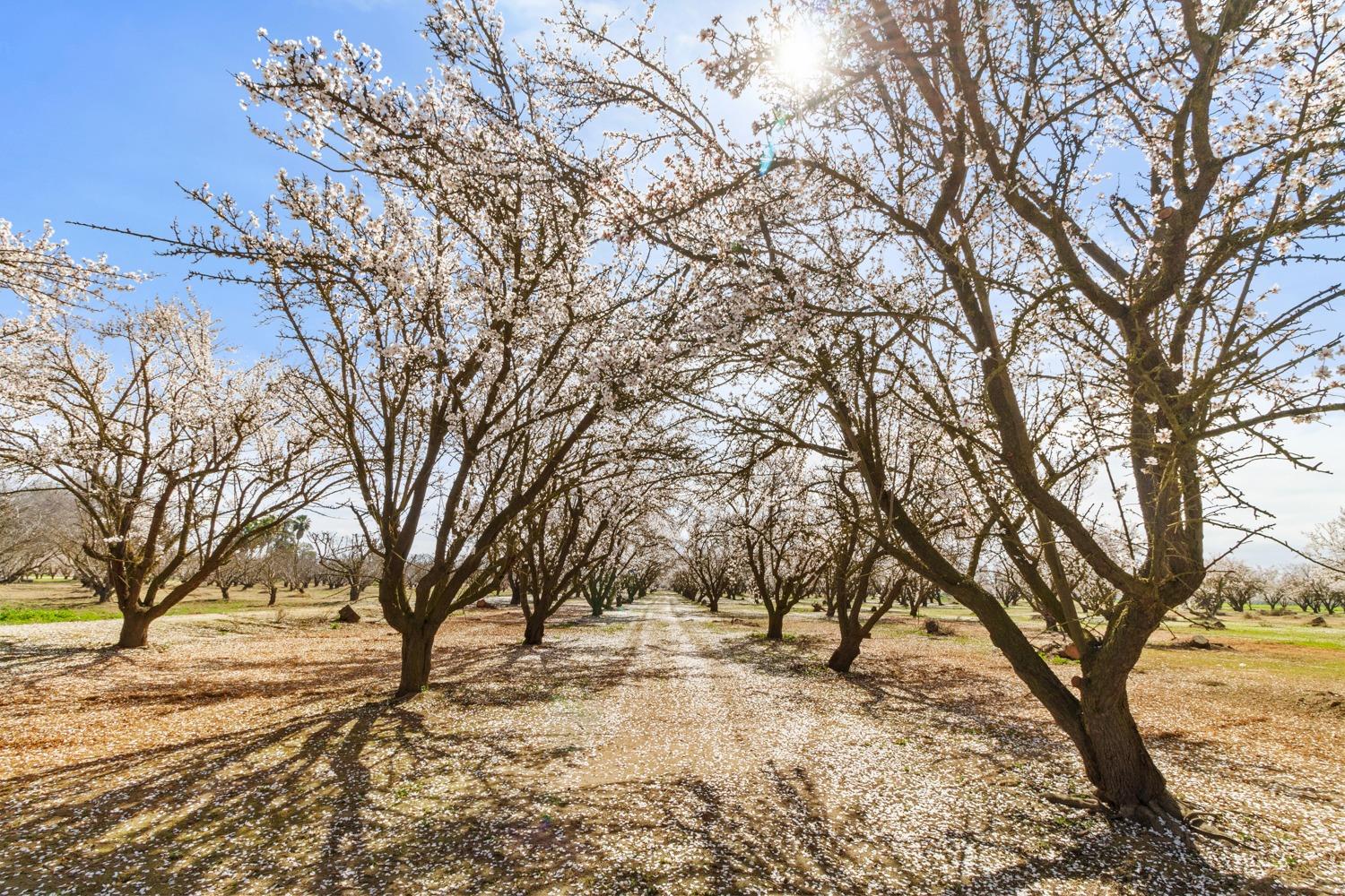 E Whitmore, Hughson, California image 17