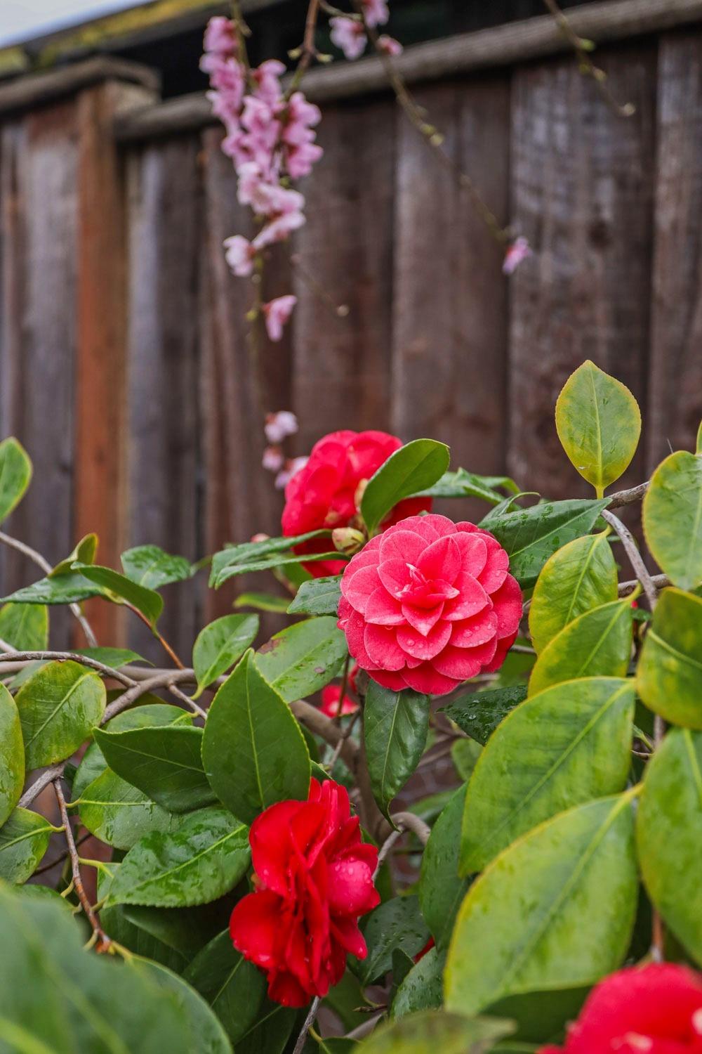 Detail Gallery Image 51 of 51 For 3422 Gail Ct, Stockton,  CA 95206 - 4 Beds | 2/1 Baths