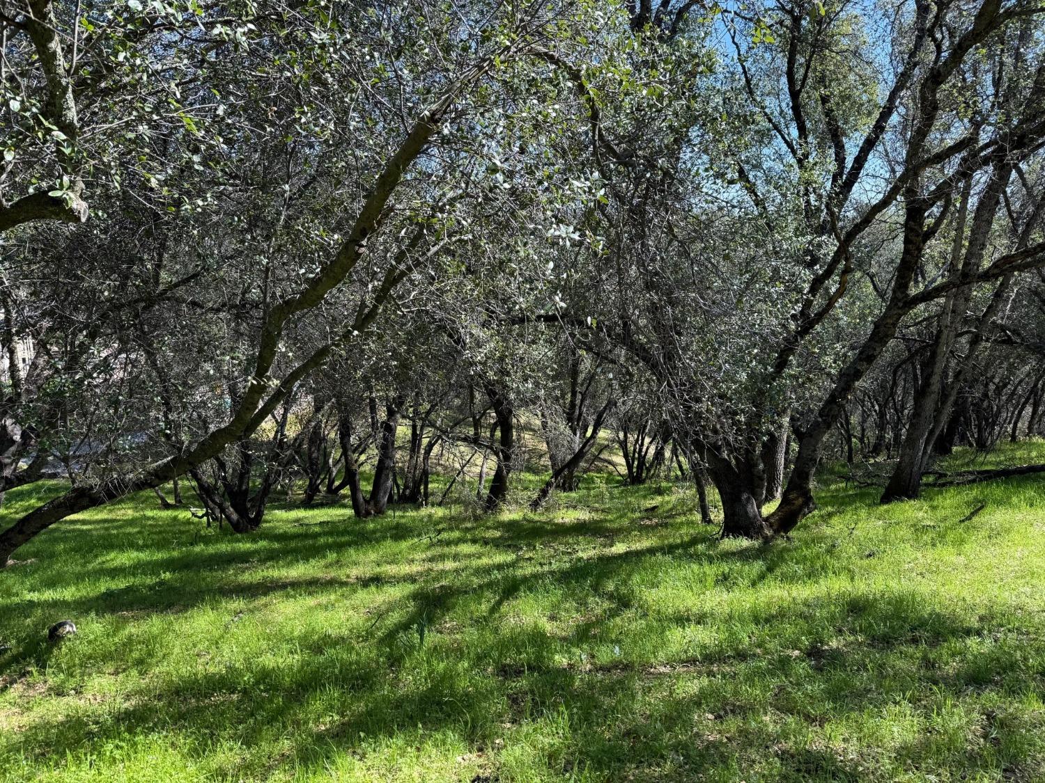 Albasio Court, Angels Camp, California image 4