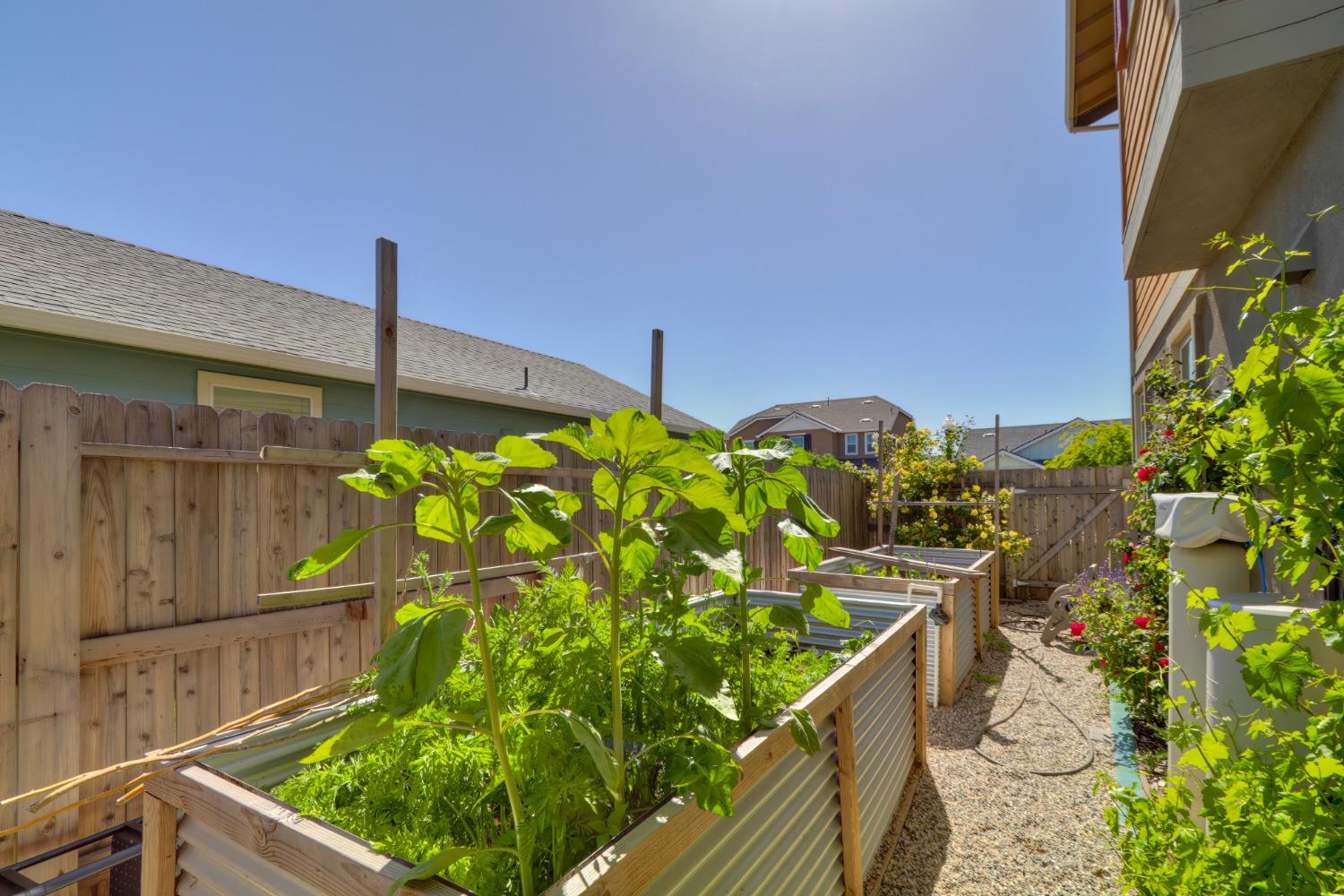 Wyatt Lane, Winters, California image 43