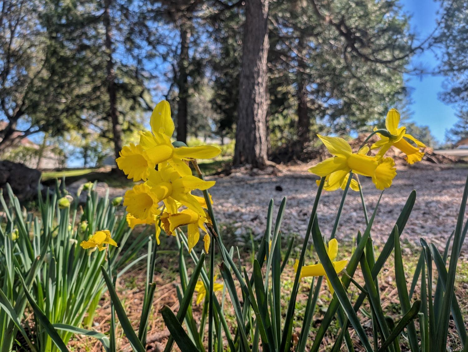 Detail Gallery Image 57 of 72 For 11310 Clinton Bar Rd, Pine Grove,  CA 95665 - 2 Beds | 2/1 Baths