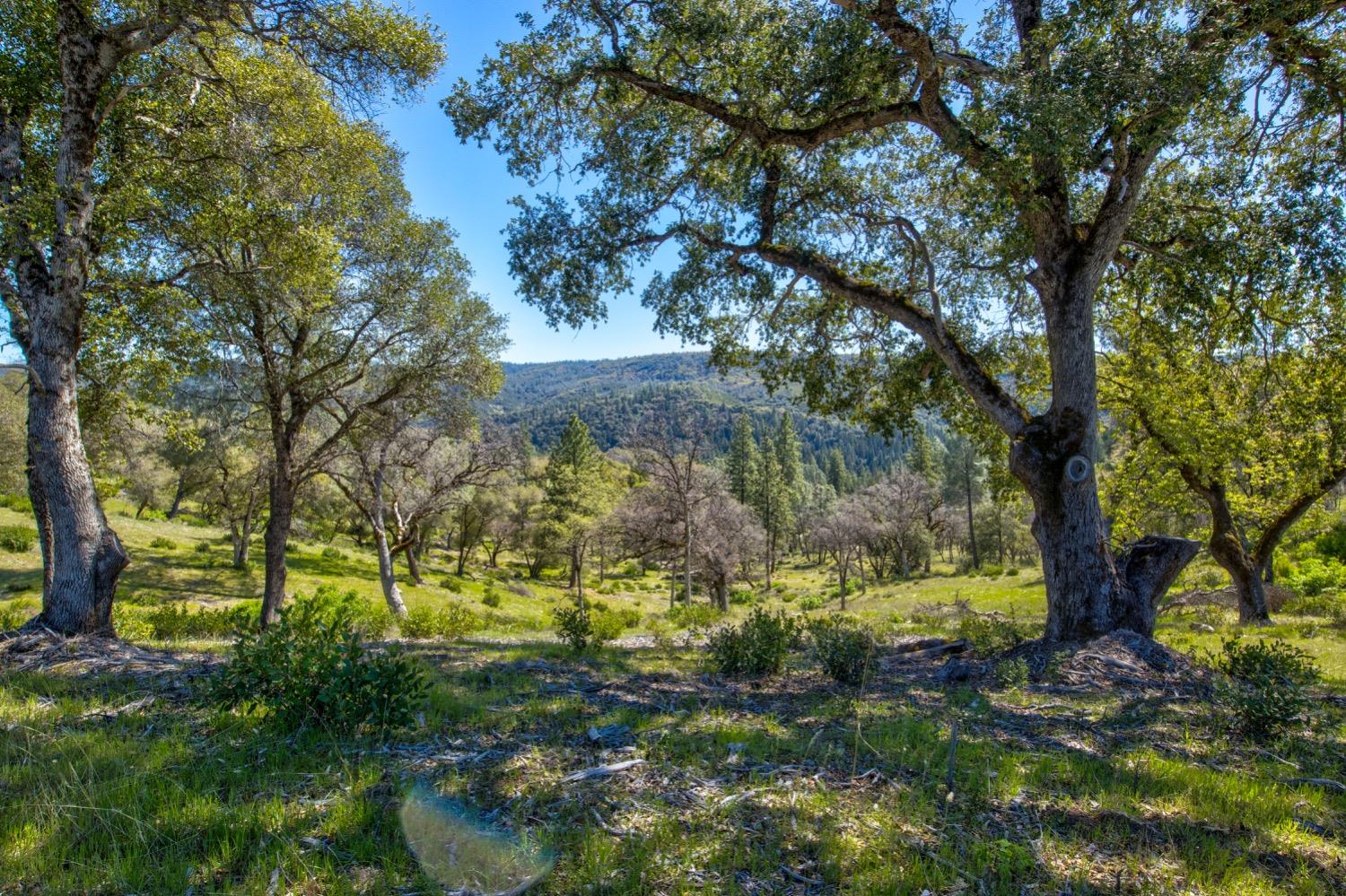 Detail Gallery Image 61 of 99 For 19277 Cedar Pines Dr, Fiddletown,  CA 95629 - 1 Beds | 2/2 Baths