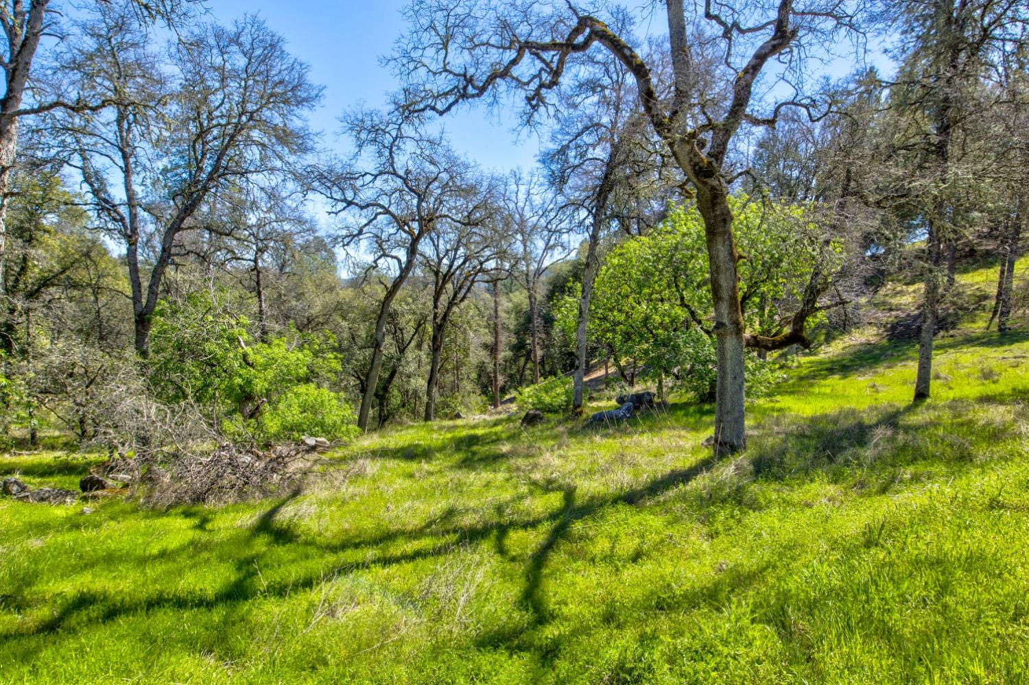 Detail Gallery Image 8 of 99 For 19277 Cedar Pines Dr, Fiddletown,  CA 95629 - 1 Beds | 2/2 Baths