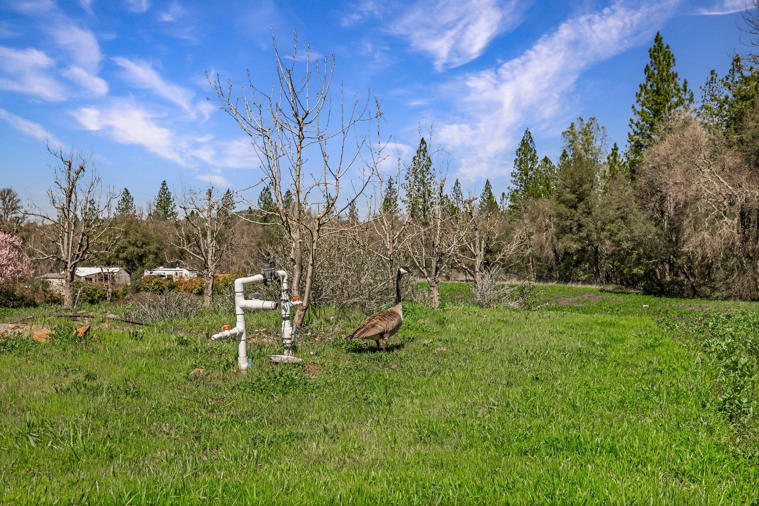 Detail Gallery Image 78 of 94 For 9156 Nadowa Trl, Oregon House,  CA 95962 - 3 Beds | 2 Baths