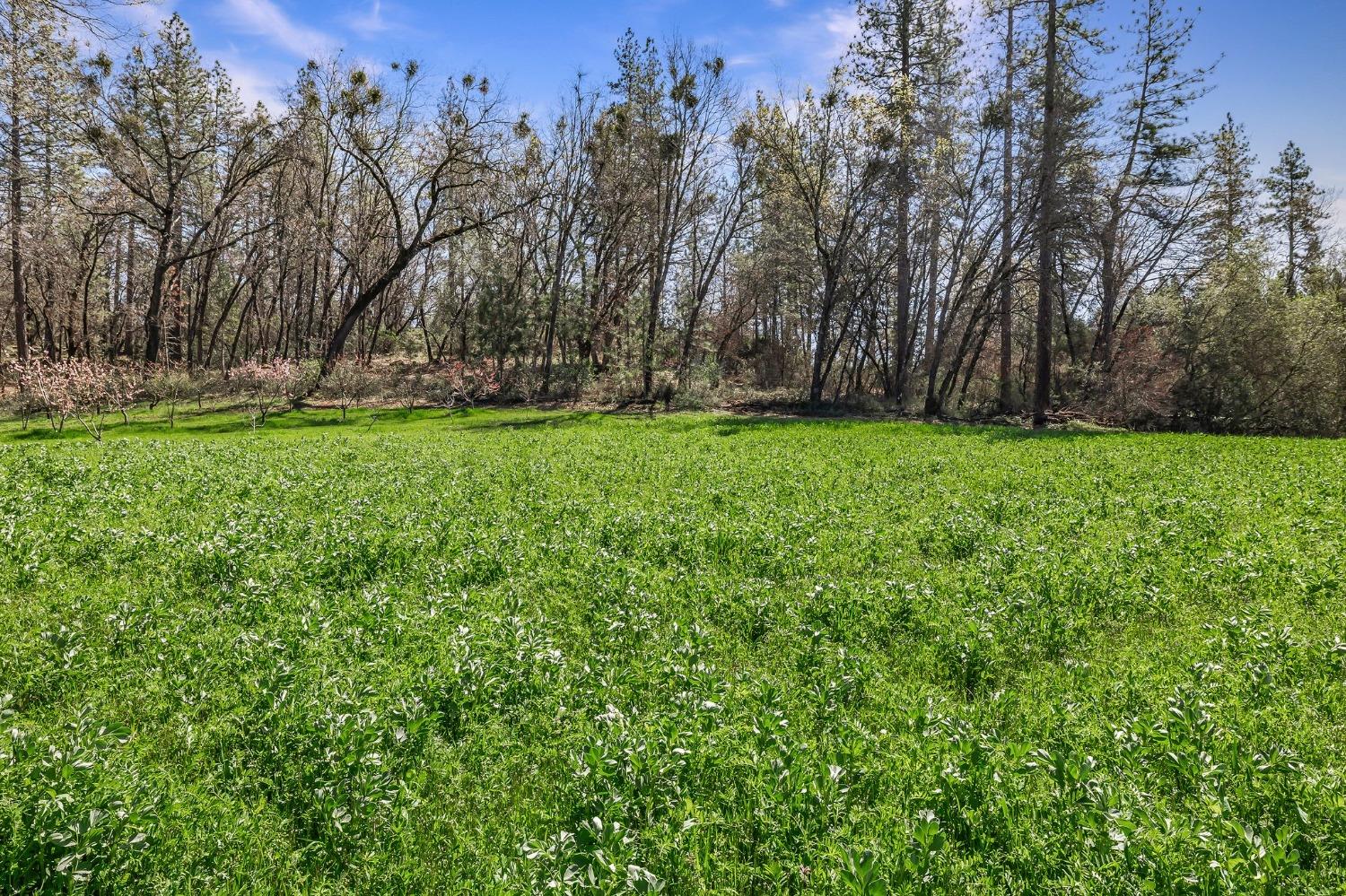 Detail Gallery Image 69 of 94 For 9156 Nadowa Trl, Oregon House,  CA 95962 - 3 Beds | 2 Baths