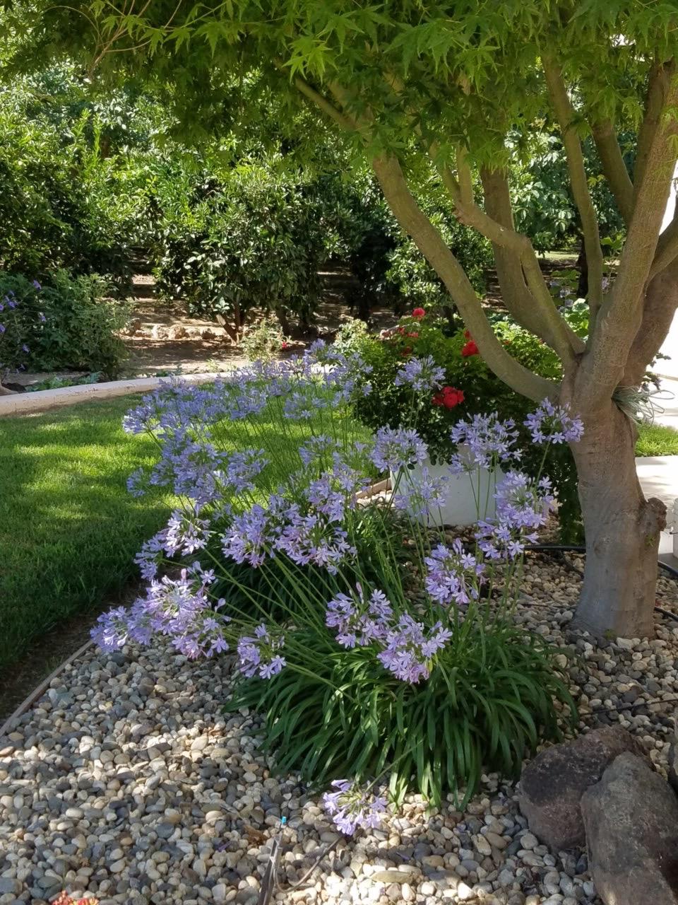 Detail Gallery Image 54 of 56 For 609 Meyers Ave, Gridley,  CA 95948 - 3 Beds | 2/1 Baths
