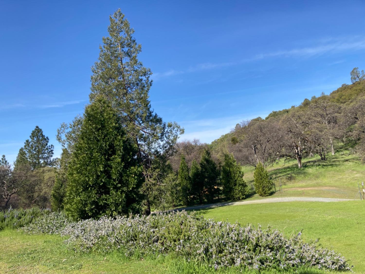Detail Gallery Image 53 of 99 For 19277 Cedar Pines Dr, Fiddletown,  CA 95629 - 1 Beds | 2/2 Baths