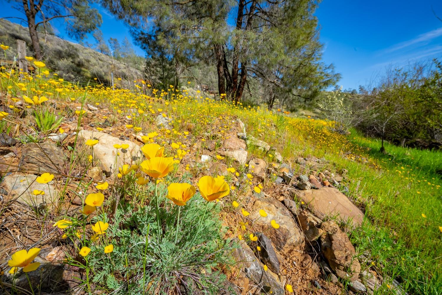 Detail Gallery Image 7 of 71 For 9000 Six Bit Ranch Rd, Chinese Camp,  CA 95309 - 3 Beds | 2 Baths