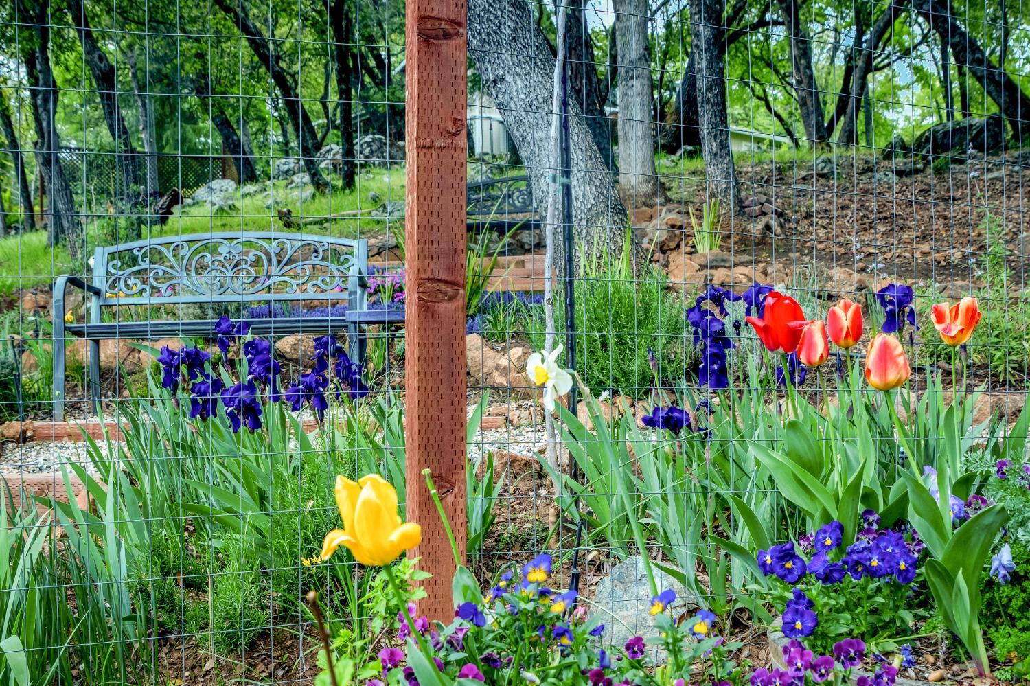 Detail Gallery Image 8 of 82 For 12679 Golden Trout Way, Penn Valley,  CA 95946 - 3 Beds | 3 Baths