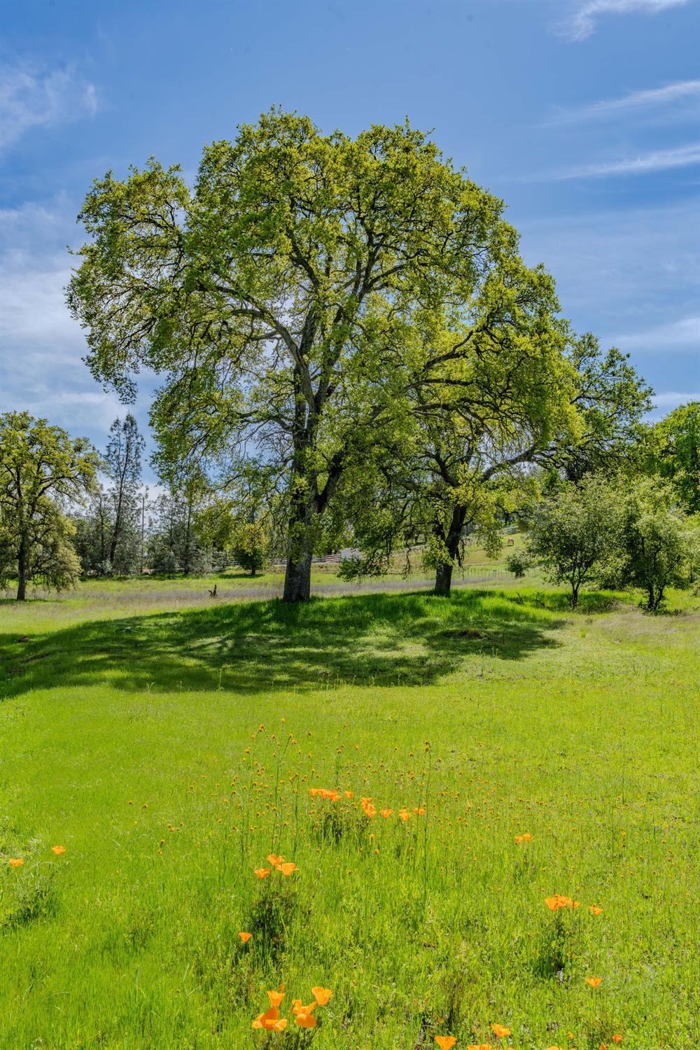 Detail Gallery Image 13 of 76 For 10690 White Oak Rd, Plymouth,  CA 95669 - 2 Beds | 2 Baths